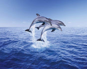 Pyramid Dolphin Trio Poster 50x40cm | Posters.nl