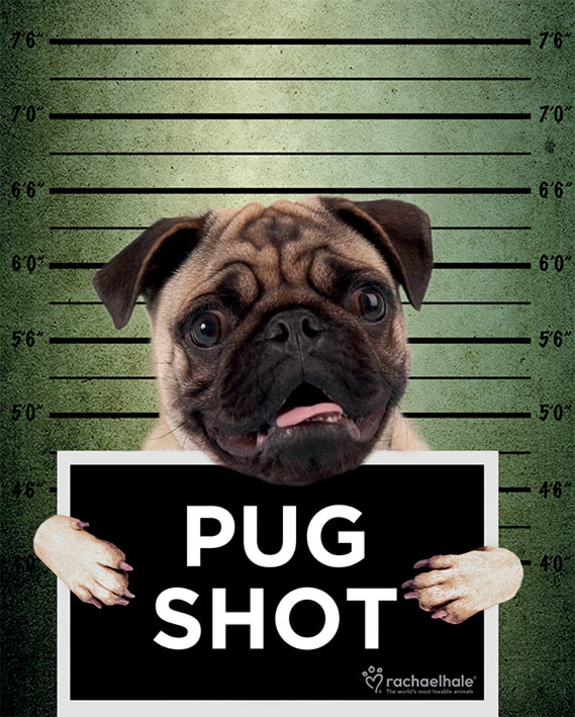 Pyramid Rachael Hale Pug Shot Banjo Poster 40x50cm | Posters.nl