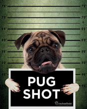 Pyramid Rachael Hale Pug Shot Banjo Poster 40x50cm | Posters.nl