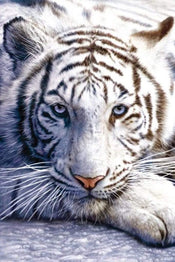 Pyramid White Tiger Poster 61x91,5cm | Posters.nl