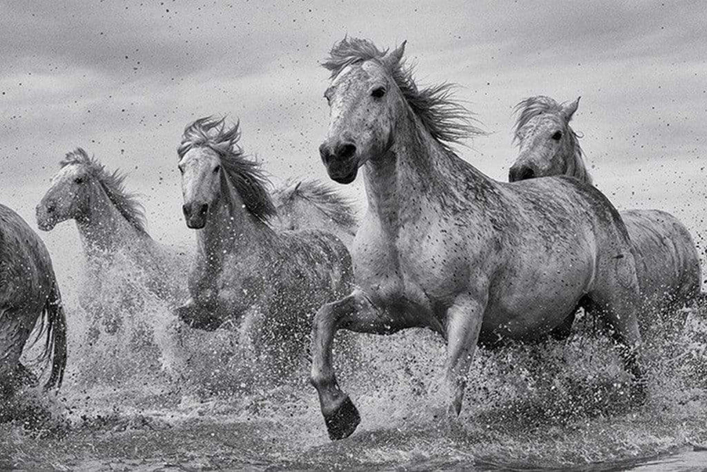 Poster Camargue Horses 91,5x61cm
