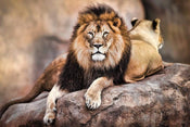 Pyramid King of the Pride Poster 91,5x61cm | Posters.nl