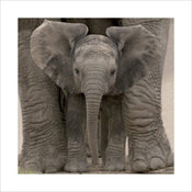 Pyramid Big Ears Baby Elephant Kunstdruk 40x40cm | Posters.nl