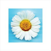 Pyramid Big Daisy Kunstdruk 40x40cm | Posters.nl